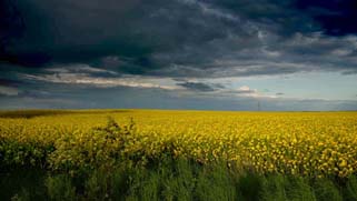 pierwszy rzepak 2013