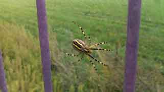 piekny kolorowy pajak